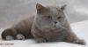 Скоттиш страйт кот  вязка