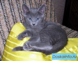 Продам котят русской голубой кошки.