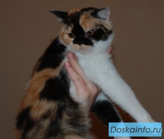 Шотландские вислоухие,скоттиш страйт котята
