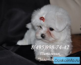 Мальтийская болонка Щенки Мини и стандарт