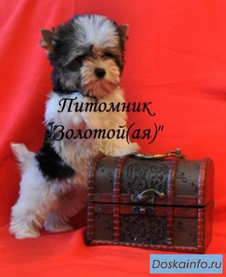 Бивер Йорк,  Биверы  Щенки