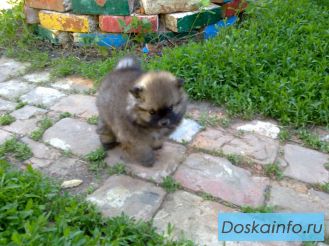 Маленькое чудо