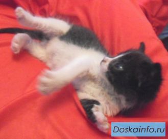 Котенок, мальчик 1 мес. в хорошие руки