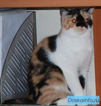 Отдается  скоттиш страйт кошечка