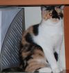 Отдается  скоттиш страйт кошечка