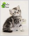 Британские котята редких окрасов
