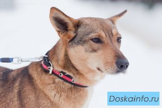 Собака-компаньон Жужа ищет заботливого хозяина