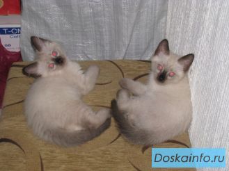 Сиамские котята!