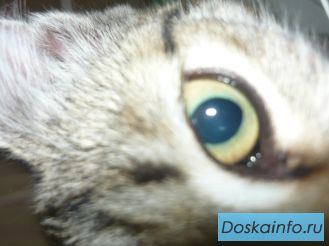 Пропала кошка