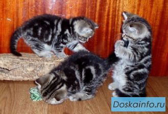 Британские  котята  тэбби окраса  из питомника  Muar*RU    