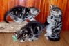 Уменьшенная картинка