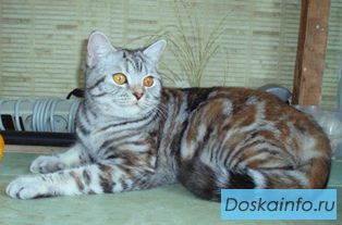 Британская, черная черепаховая серебристая  мраморная кошечка