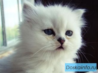 Продам котят персидской шиншиллы!!!