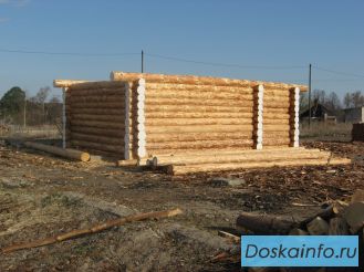 Лиственница  сибирская.