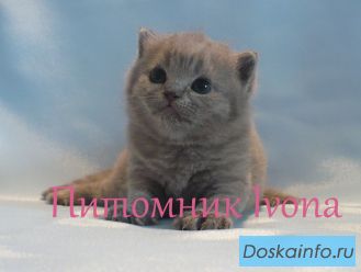 Продаются британские котята из питомника Ivona