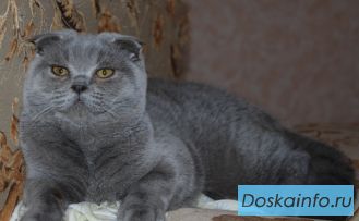 Отдаются в добрые руки породистые кошки из питомника