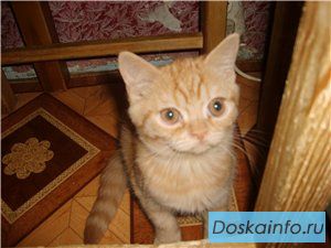 Британские и вислоухие  котята