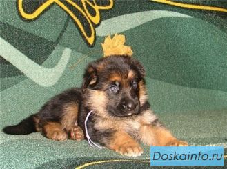 Щенки немецкой овчарки
