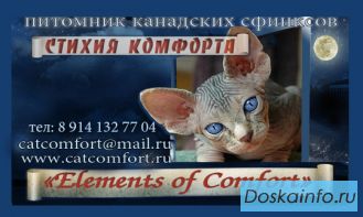 Продажа канадских сфинксов из питомника 'Elements of comfort'