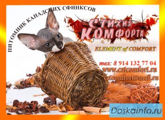 Продажа канадских сфинксов из питомника 'Elements of comfort'