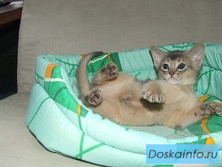 Абиссинские котята 3 мес. из п-ка 'Silver blossom'.