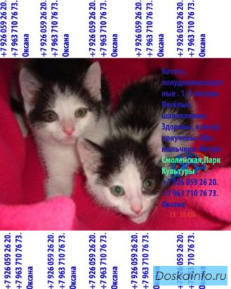 Котята.Полудлинношёрстные