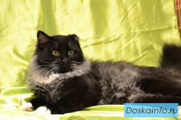  Джон, 2 года, добрый котик, кастрирован, ищет дом