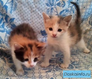 Котята ищут заботливого хозяина