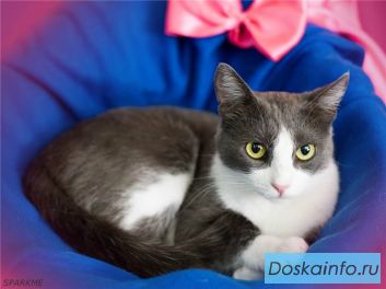 Кошка Диана ищет дом