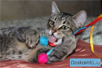 Котик-подросток в дар! Москва