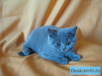 Британская кошечка