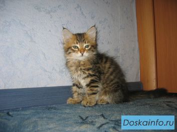 Сибирские котята