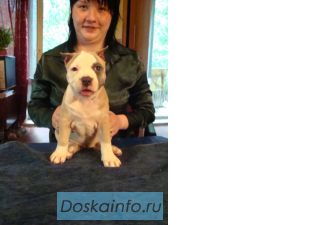 Элитный щенок американского стаффордширского терьера