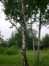 Продаётся Участок ( 10 сот. д. Устиновка)  Раменский р-н.