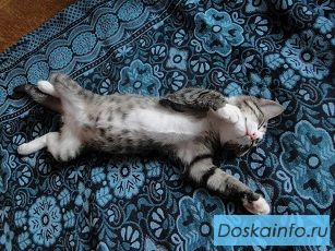 Отдам котенка