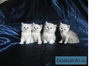 Британские котята серебристого окраса  (шиншилла)