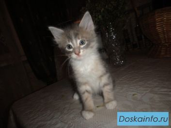 Ласковый котенок-мальчик ищет хозяина.