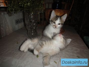Ласковая котенок-девочка ищет хозяина.