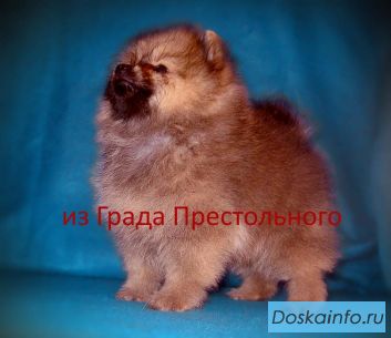 Померанский шпиц щенки