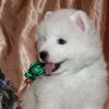 Уменьшенная картинка