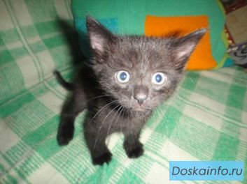 Котенок ищет дом.