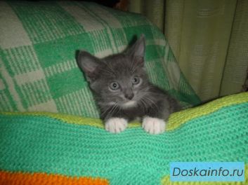 Котята ищут дом.