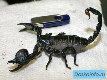 Продам Императорского скорпиона, хамелеона(йемен)