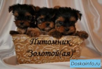 Купить Йоркширского терьера. Йорки Щенки Мини и Стандарт