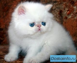 Котята ред-поинты, как ' Солнечные зайчики '