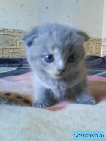 Шикарные котята Шотландские вислоухие