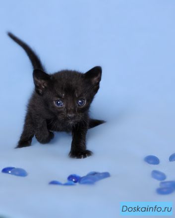 Ориентальные котята 
