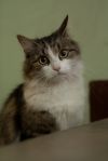 Уменьшенная картинка