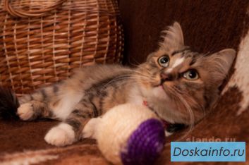 Подарю заботливым людям.Главаря 'в юбке'
