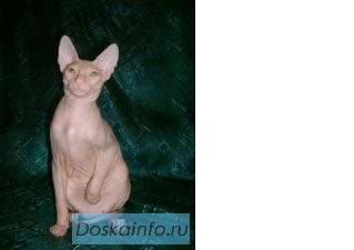 Продам котят Донского сфинкса